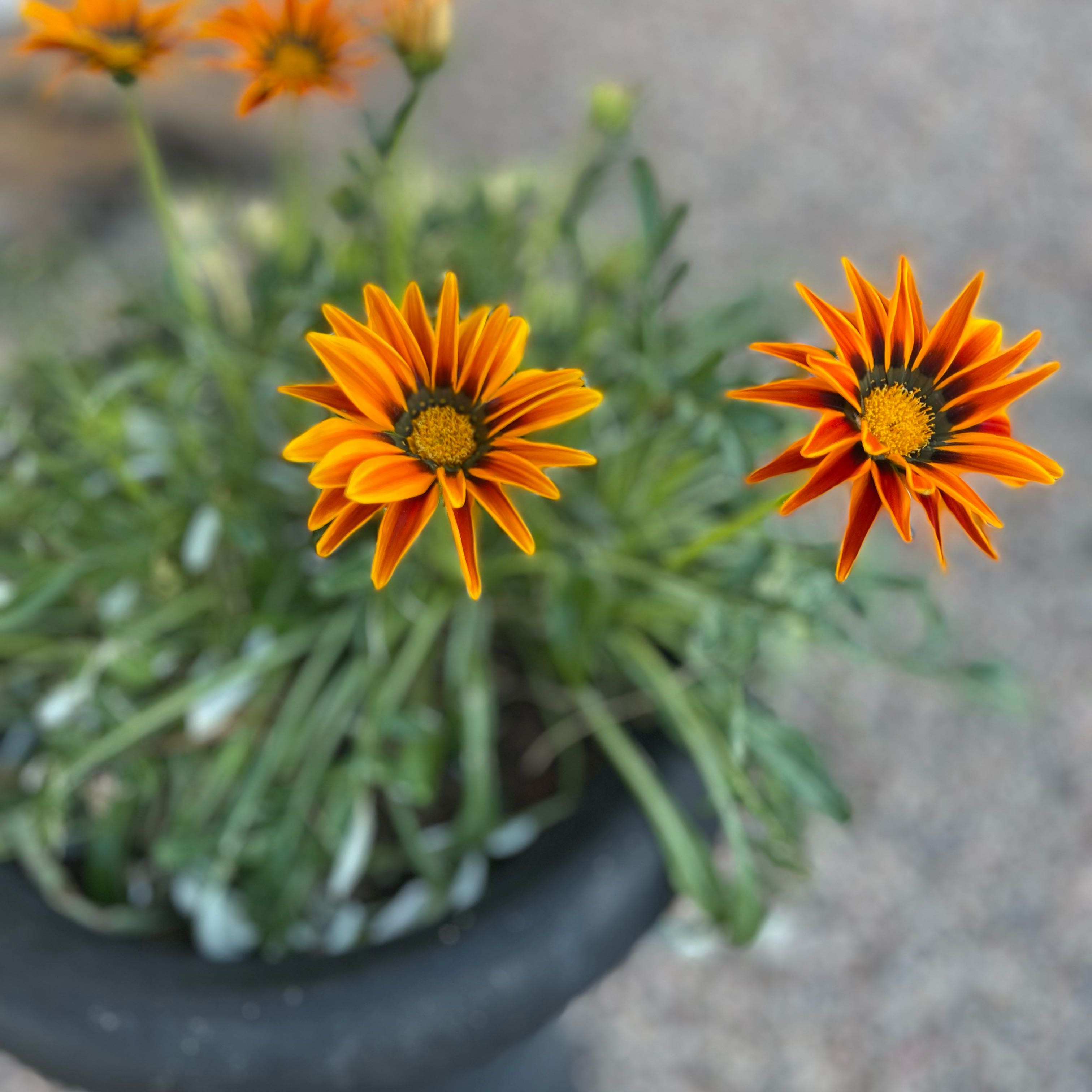 Potted Mexican Sunflower with vibrant orange flowers in focus.