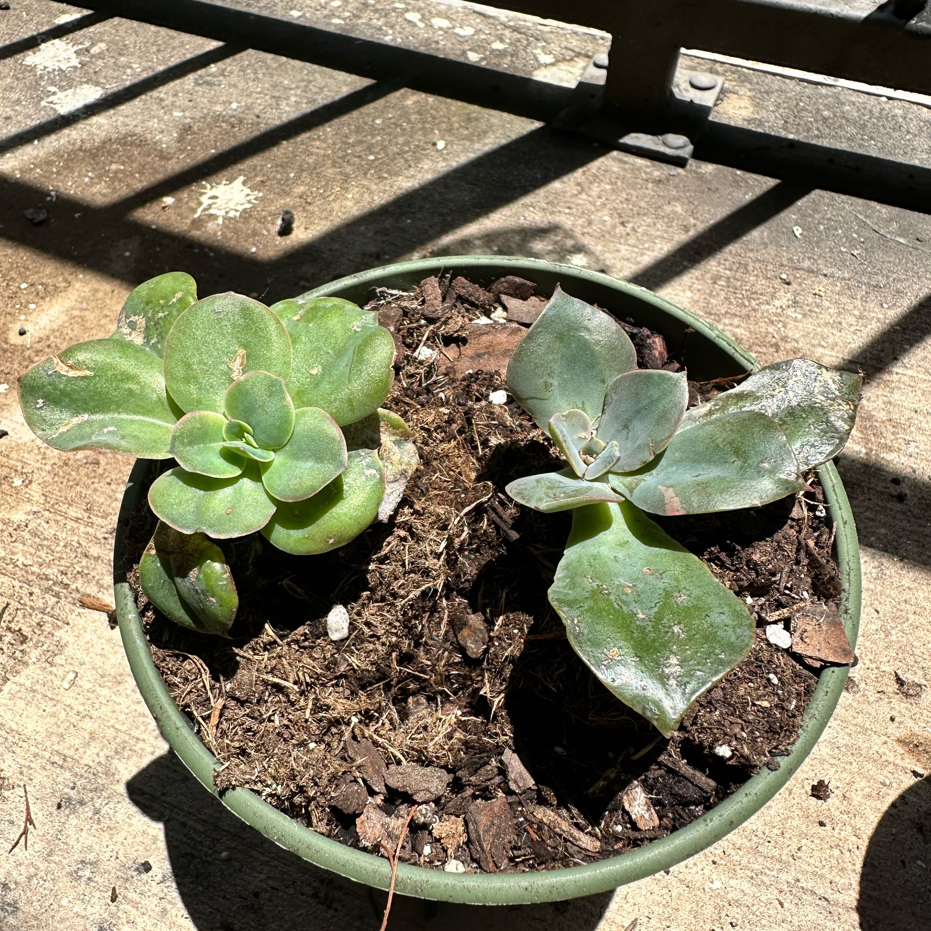Photo of the plant species Echeveria 'Rico' by @Dorca named McKinley on Greg, the plant care app