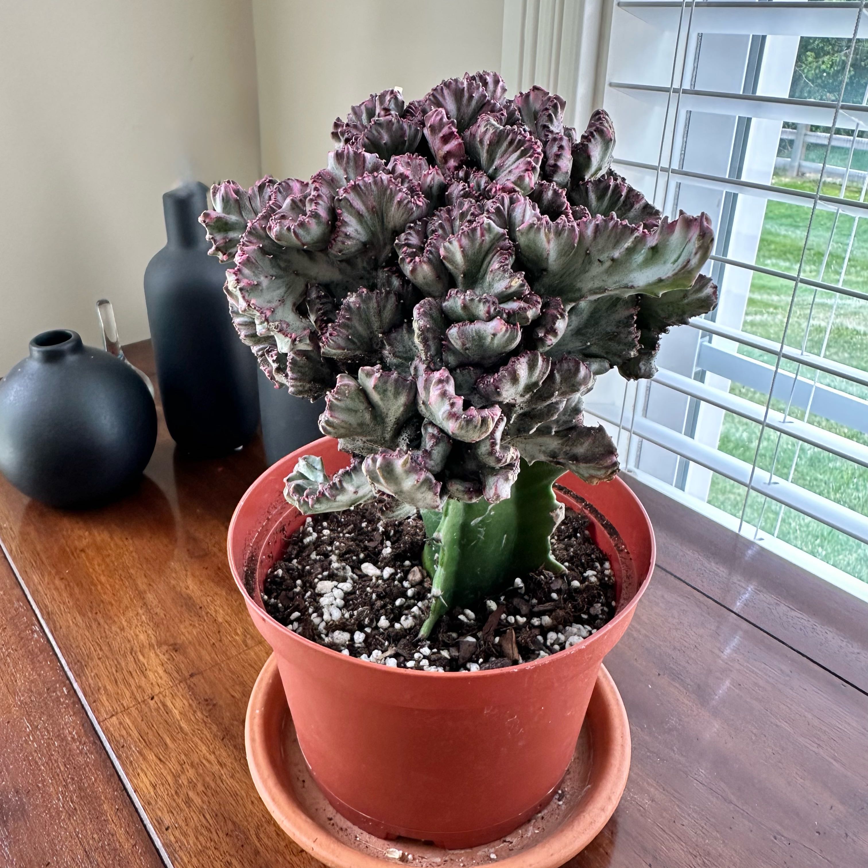 Photo of the plant species Euphorbia cristata by @RegalCosentinia named Squiggles on Greg, the plant care app