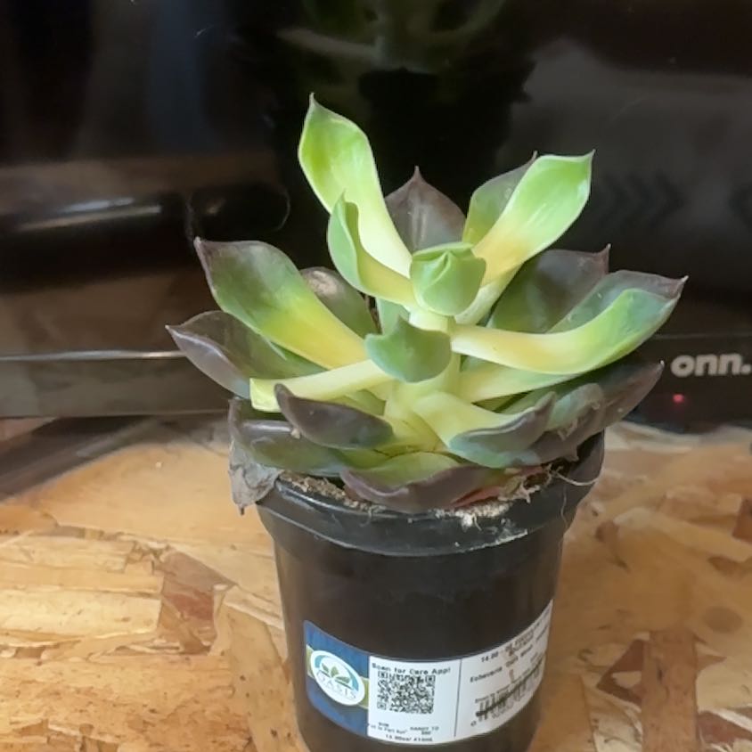 Potted Echeveria 'Dark Moon' succulent with some yellowing leaves.