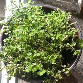 Photo of the plant species Blue Star Creeper by @Limbicuious named Lola on Greg, the plant care app