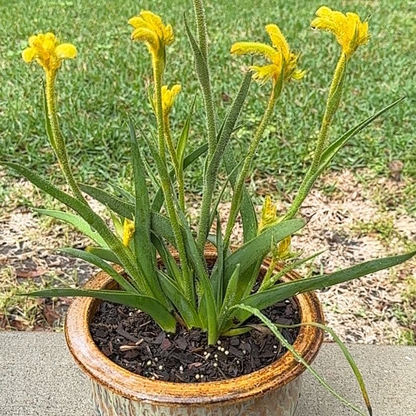 Photo of the plant species Kangaroo Paw by @SelectQueenpalm named Marilyn on Greg, the plant care app