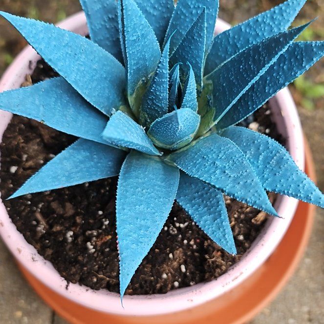 Plant care for Kosmik Kaktus-a Asst on Greg, the plant care app