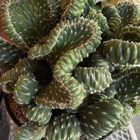 Photo of the plant species Opuntia Cylindrica Crest by @KookyFrogfruit named Leonardo on Greg, the plant care app
