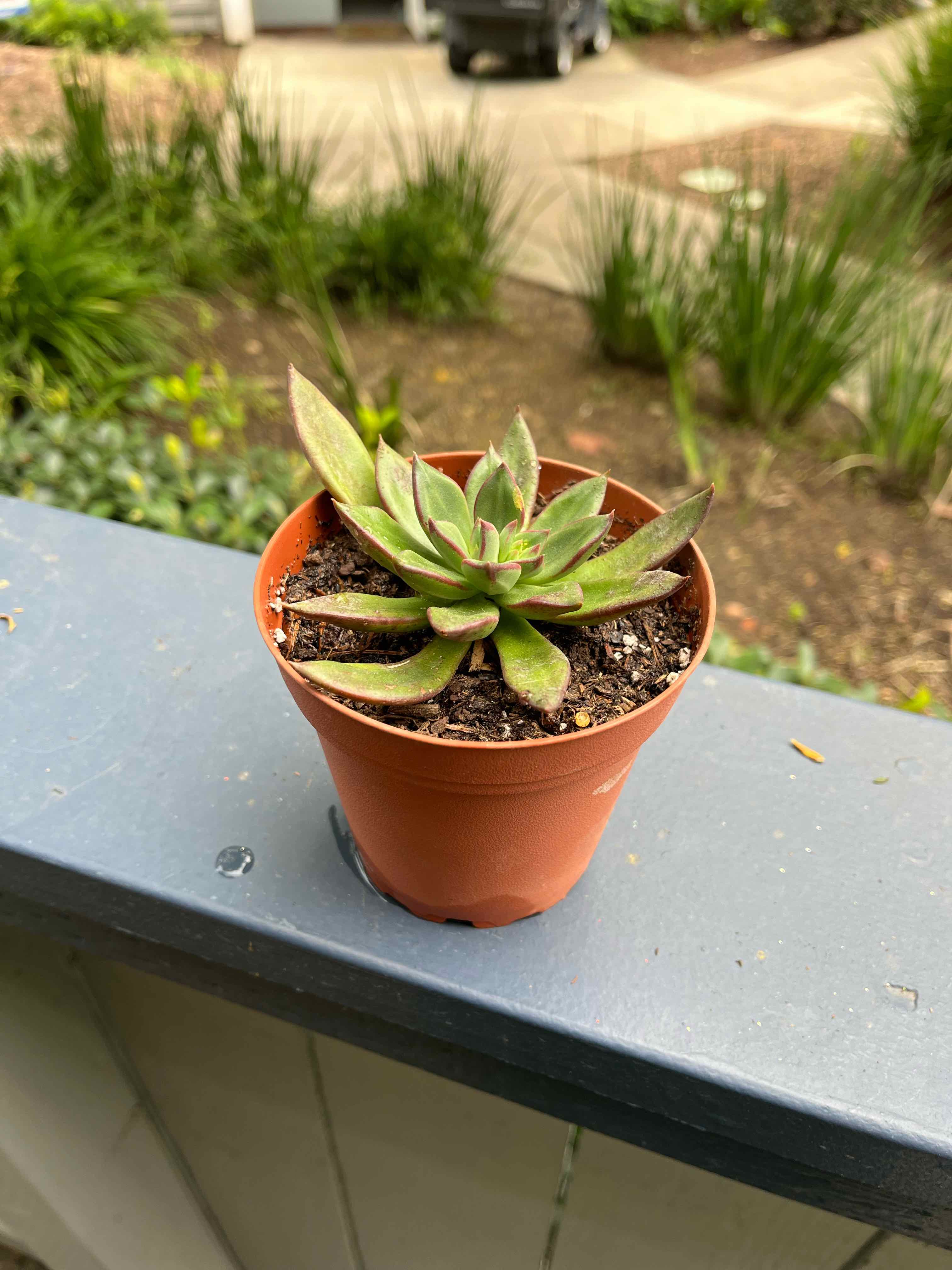 Photo of the plant species Echeveria x Raquel by @AssuredlyPokaka named Marley on Greg, the plant care app
