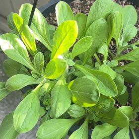 Photo of the plant species beach cabbage by @AssuredlyPokaka named Peter Parker on Greg, the plant care app