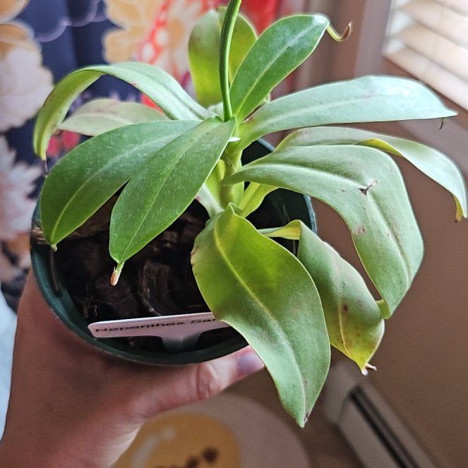 Photo of the plant species pitcher plant by @JoysomeTupeia named Fernie Mac on Greg, the plant care app