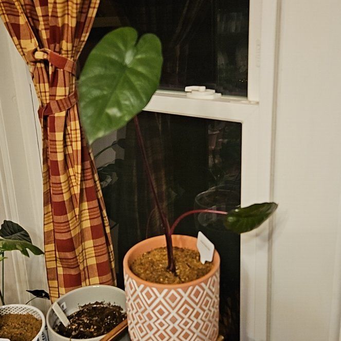 Photo of the plant species Nairobi Nights by @JoysomeTupeia named Mollie on Greg, the plant care app