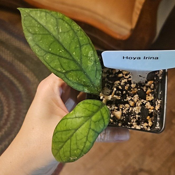 Photo of the plant species Hoya Irina by @JoysomeTupeia named Nemo on Greg, the plant care app