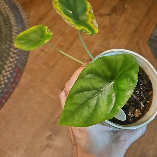 Photo of the plant species Alocasia Green Shield by @JoysomeTupeia named Navajo on Greg, the plant care app