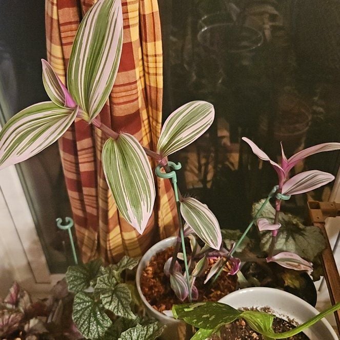 Photo of the plant species Tradescantia Lavender by @JoysomeTupeia named Marilyn on Greg, the plant care app