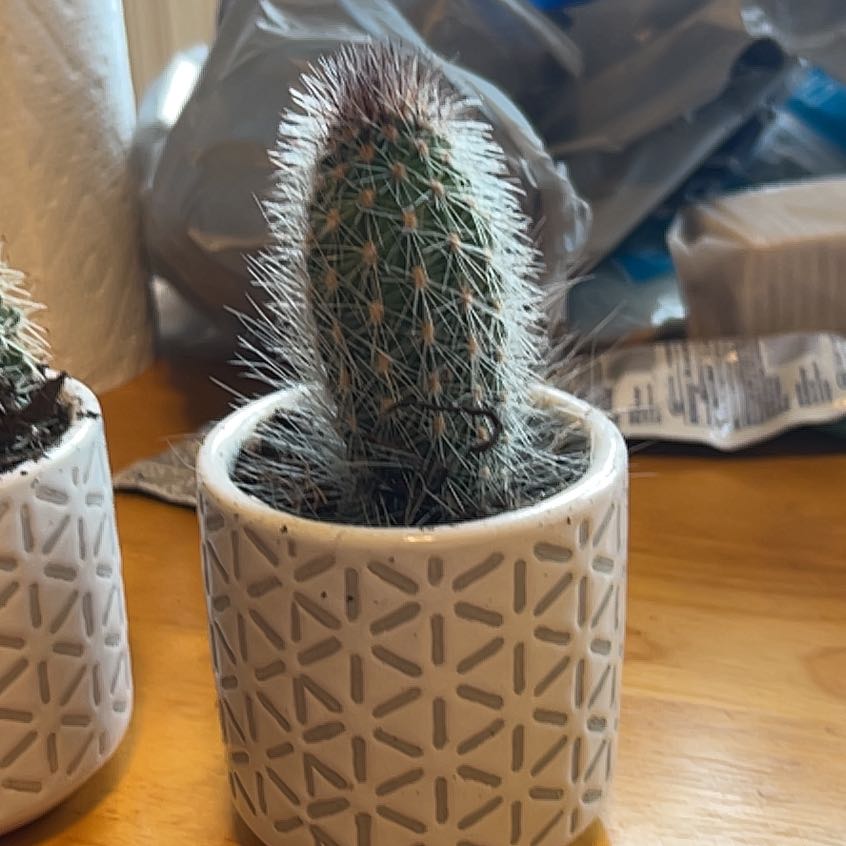 Photo of the plant species Assorted Thrixanthocereus by @RootedQuenepa named Forrest on Greg, the plant care app
