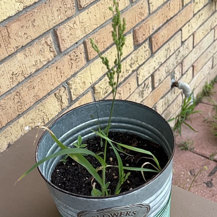Photo of the plant species Texas Bluebonnet by @QualityComet named Bluebonnet on Greg, the plant care app