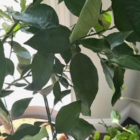 Photo of the plant species Valencia Orange by @GreatDevilsclaw named Captain Plant-it on Greg, the plant care app