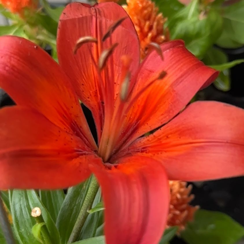 Photo of the plant species Lily by @PoshSnowbramble named Lavender on Greg, the plant care app