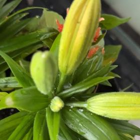 Photo of the plant species Lily by @PoshSnowbramble named Einstein on Greg, the plant care app