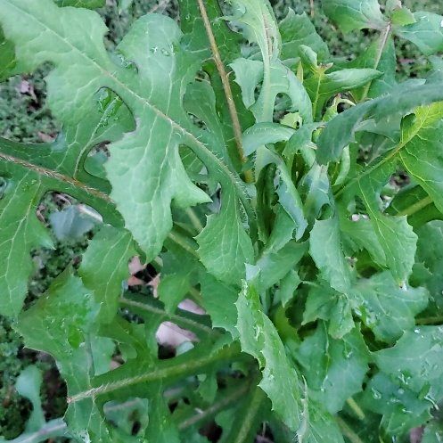 Photo of the plant species Common Sowthistle by @NimbleChickory named Zion on Greg, the plant care app