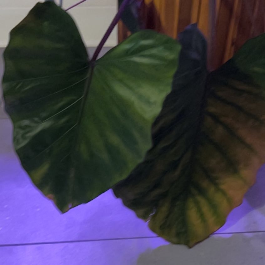 Photo of the plant species Metalhead by @SpiritualAjwain named Orwell on Greg, the plant care app