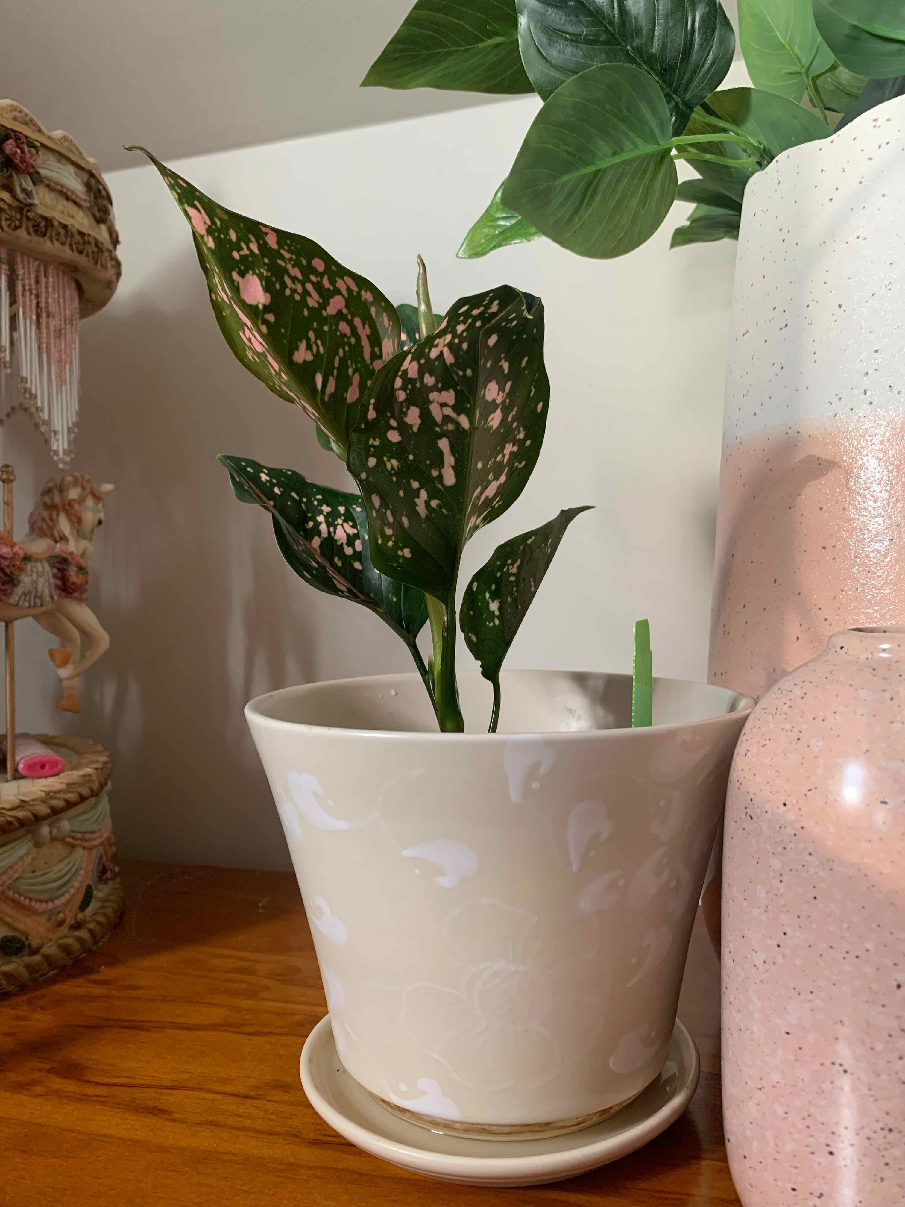 Pink Dalmatian Aglaonema plant in a decorative pot with vibrant leaves and pink spots.