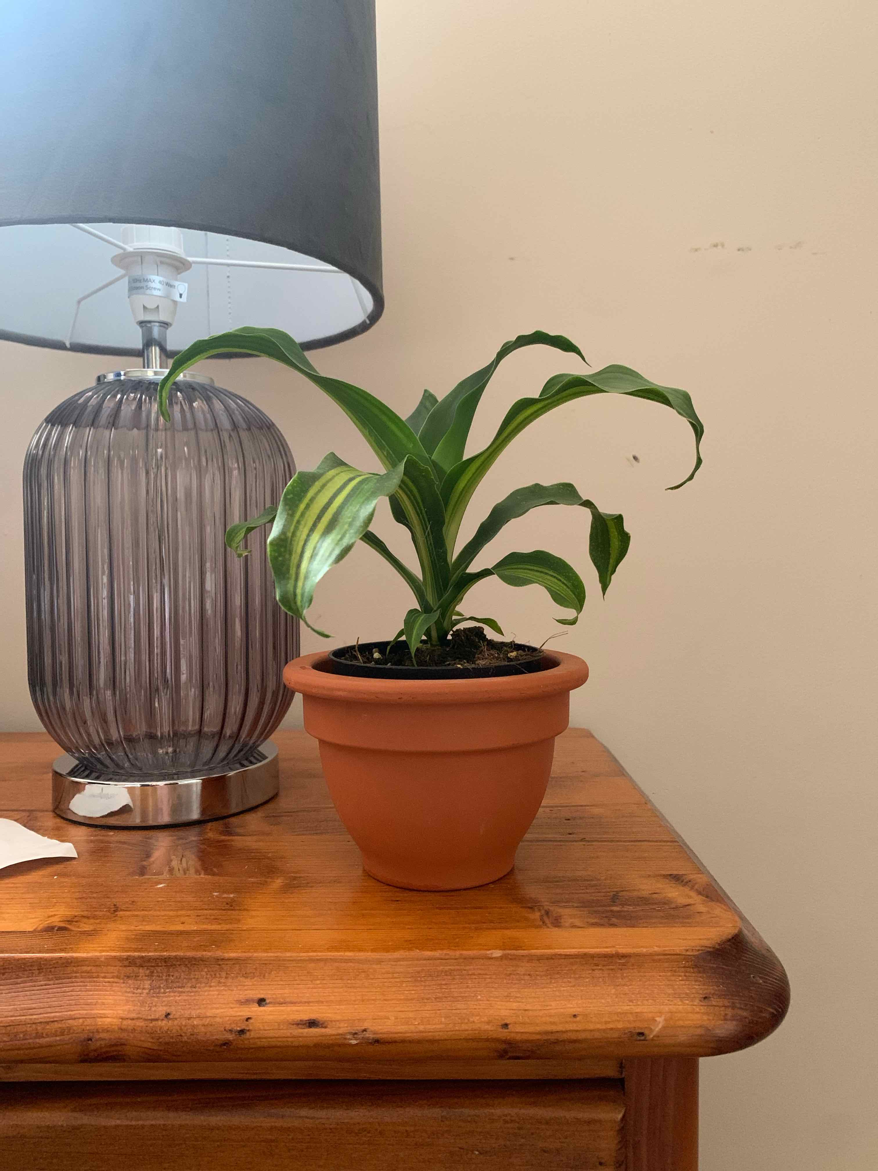 Dracaena 'Golden Heart' plant in a terracotta pot on a wooden surface.