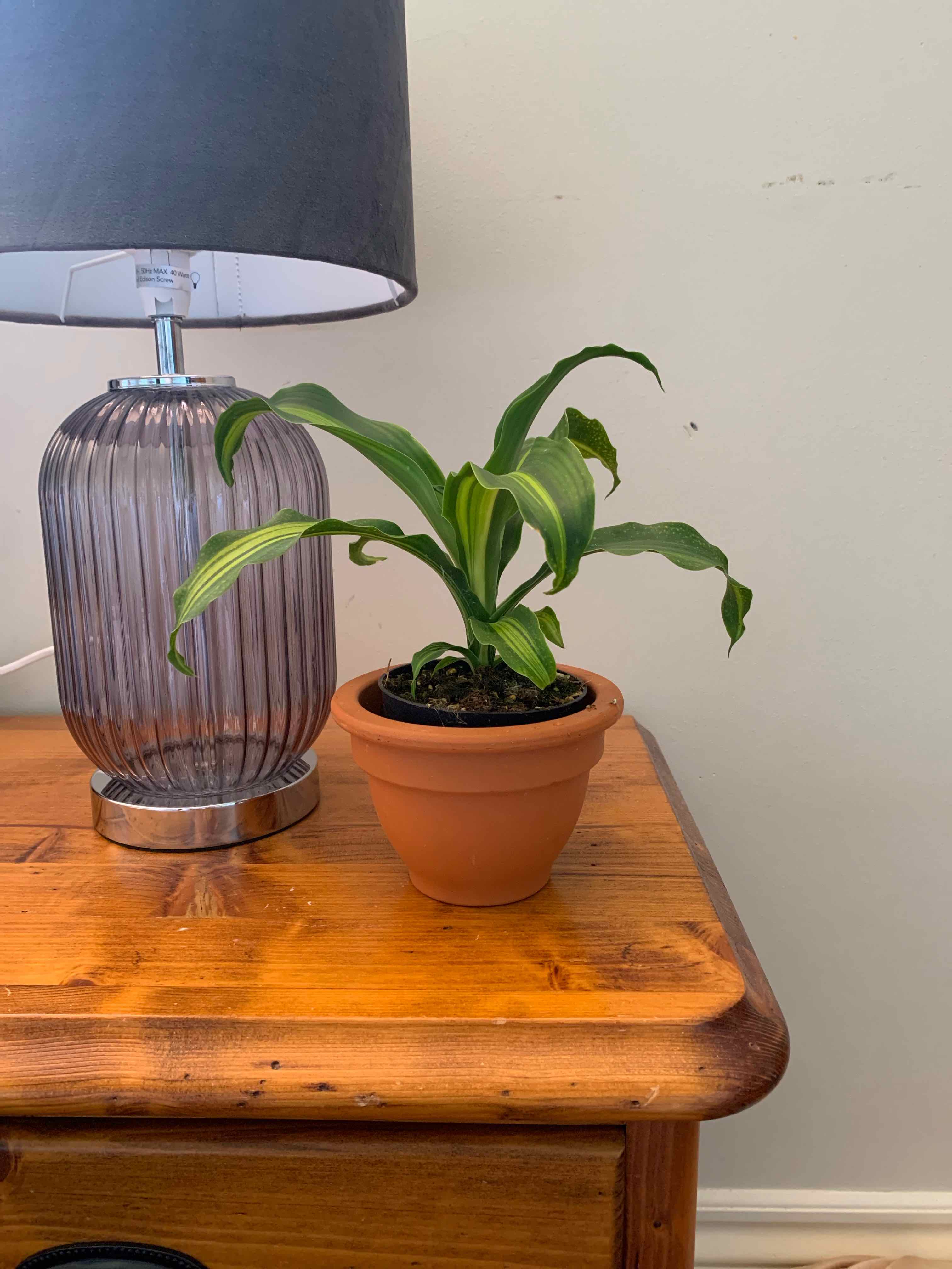 Dracaena 'Golden Heart' plant in a terracotta pot on a wooden table next to a lamp.