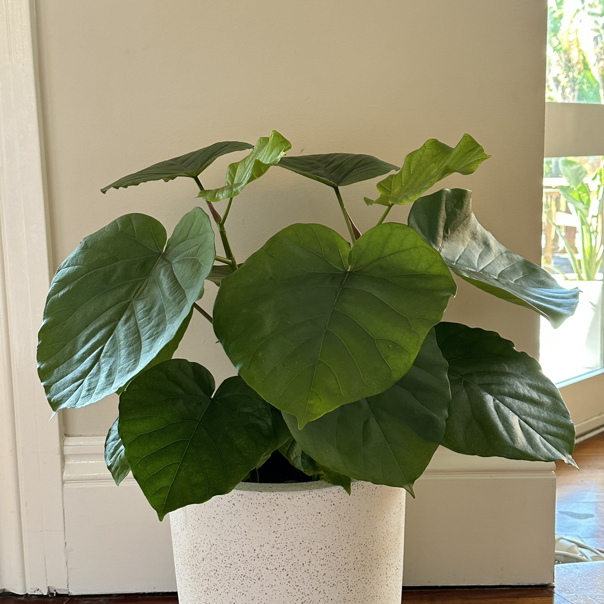 Healthy Ficus umbellata plant in a white pot indoors near a window.