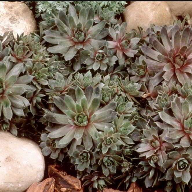 Photo of the plant species Sempervivum 'Pilatus' by @TidyExotichoya named Clooney on Greg, the plant care app