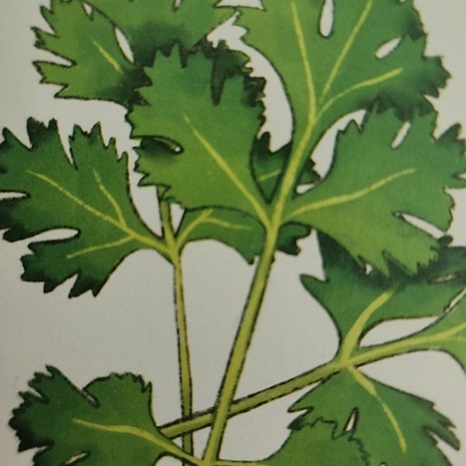 Photo of the plant species Slow Bolt Cilantro by @TidyExotichoya named Keanu Leaves on Greg, the plant care app