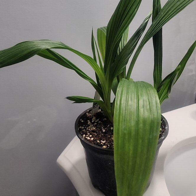 Photo of the plant species Mellow Yellow Orchid by @TidyExotichoya named Pink on Greg, the plant care app
