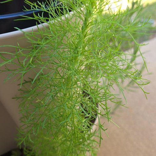 Photo of the plant species Dog Fennel by @TidyExotichoya named Shakira on Greg, the plant care app