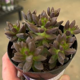 Photo of the plant species Jet Beads by @PremierGinger named Sigmund on Greg, the plant care app