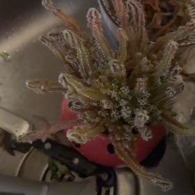 Photo of the plant species Green Sea Fingers by @TidyHollyfern named Gomez on Greg, the plant care app