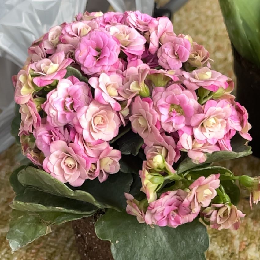 Photo of the plant species Kalanchoe blossfeldiana 'Purple' by @FreshEasterlily named Lyla on Greg, the plant care app