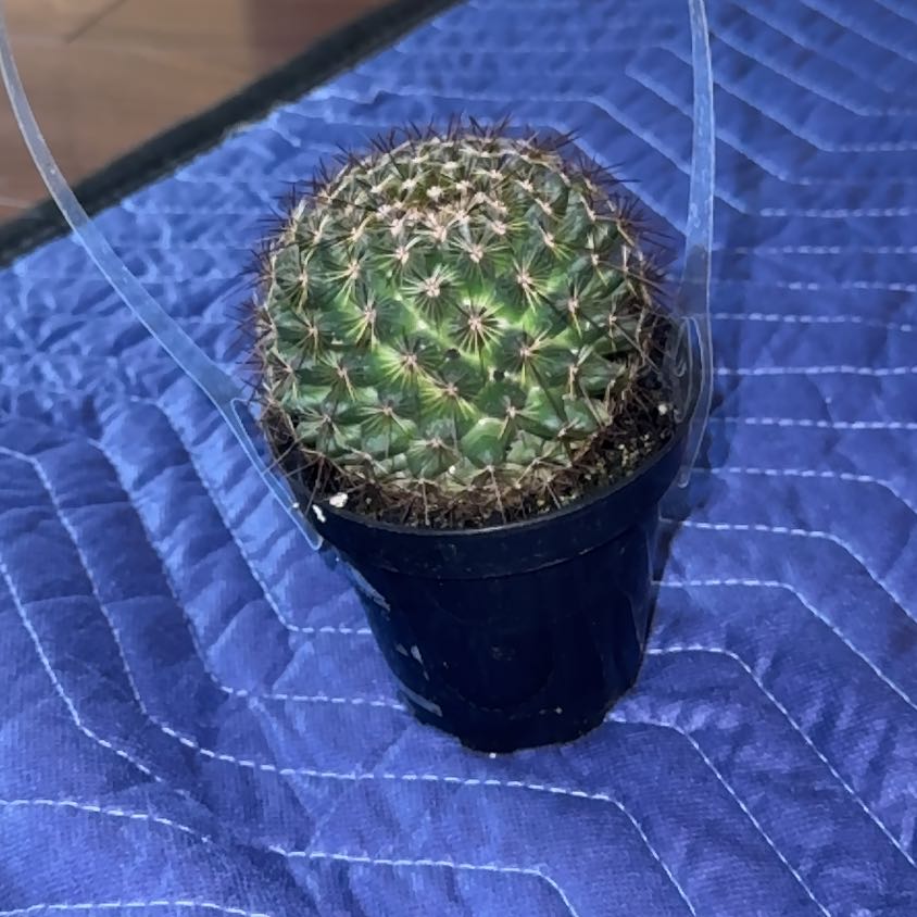 Photo of the plant species Assorted Mammillaria by @SoignePokaka named James Dean on Greg, the plant care app