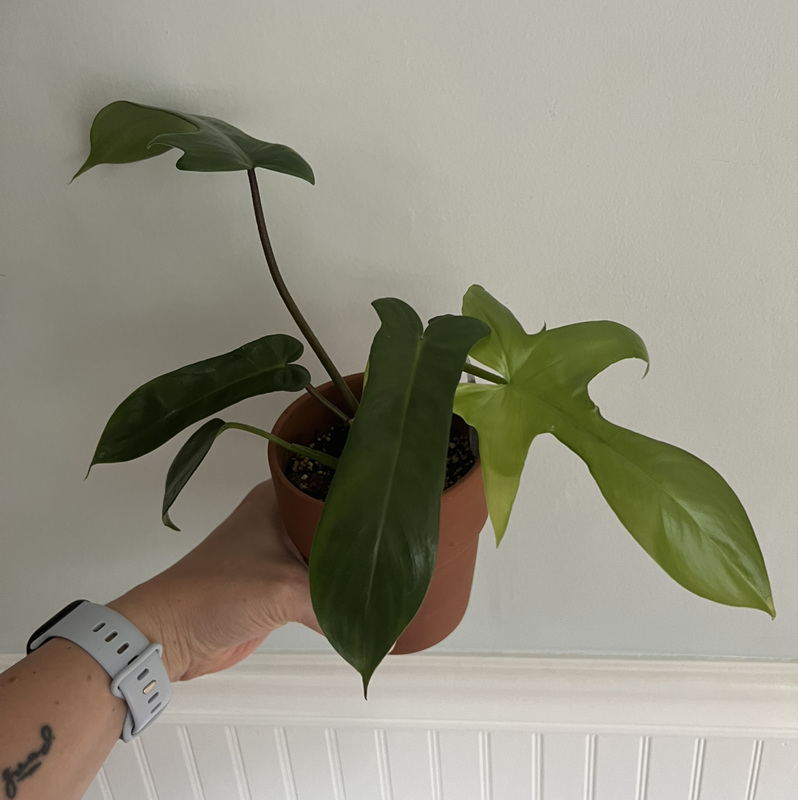 Philodendron 'Florida' plant in a small pot held by a hand, appears healthy.