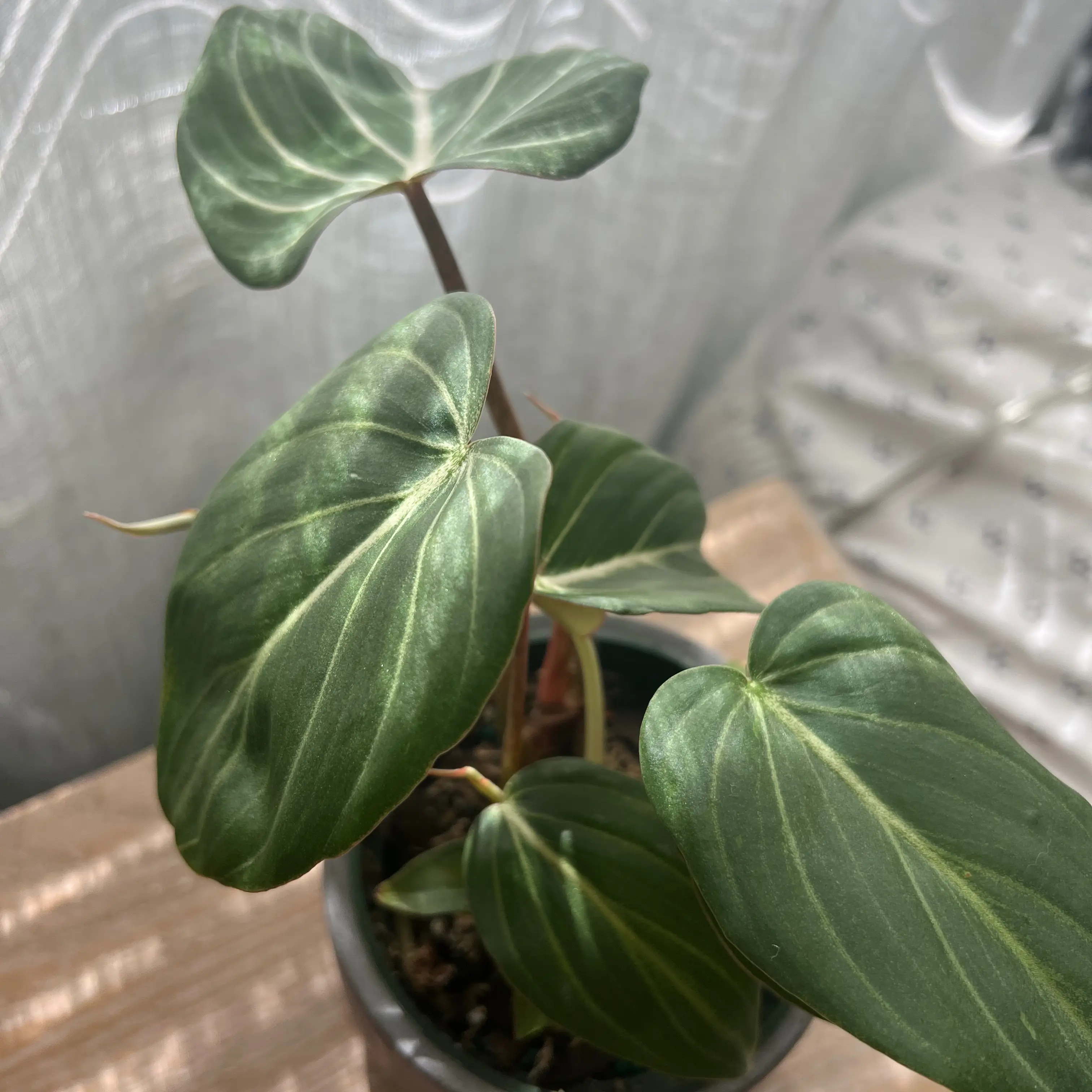 Philodendron gloriosum plant with large green leaves and white veins in a pot on a wooden surface.