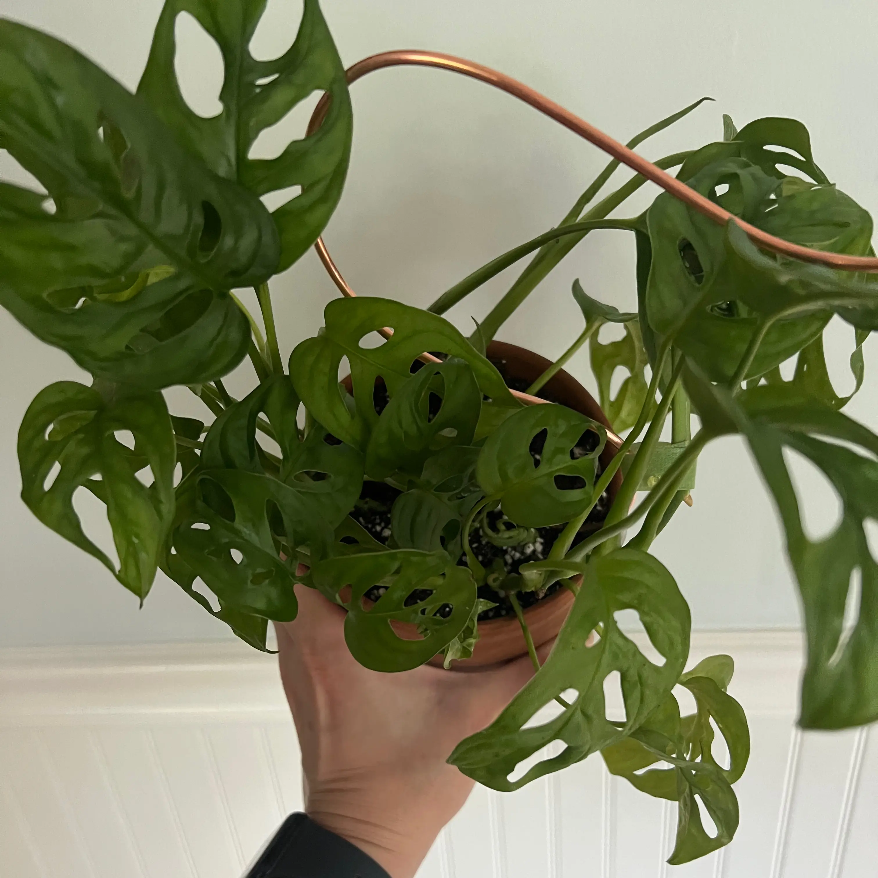 Monstera adansonii 'Laniata' plant with fenestrated leaves held by a hand.