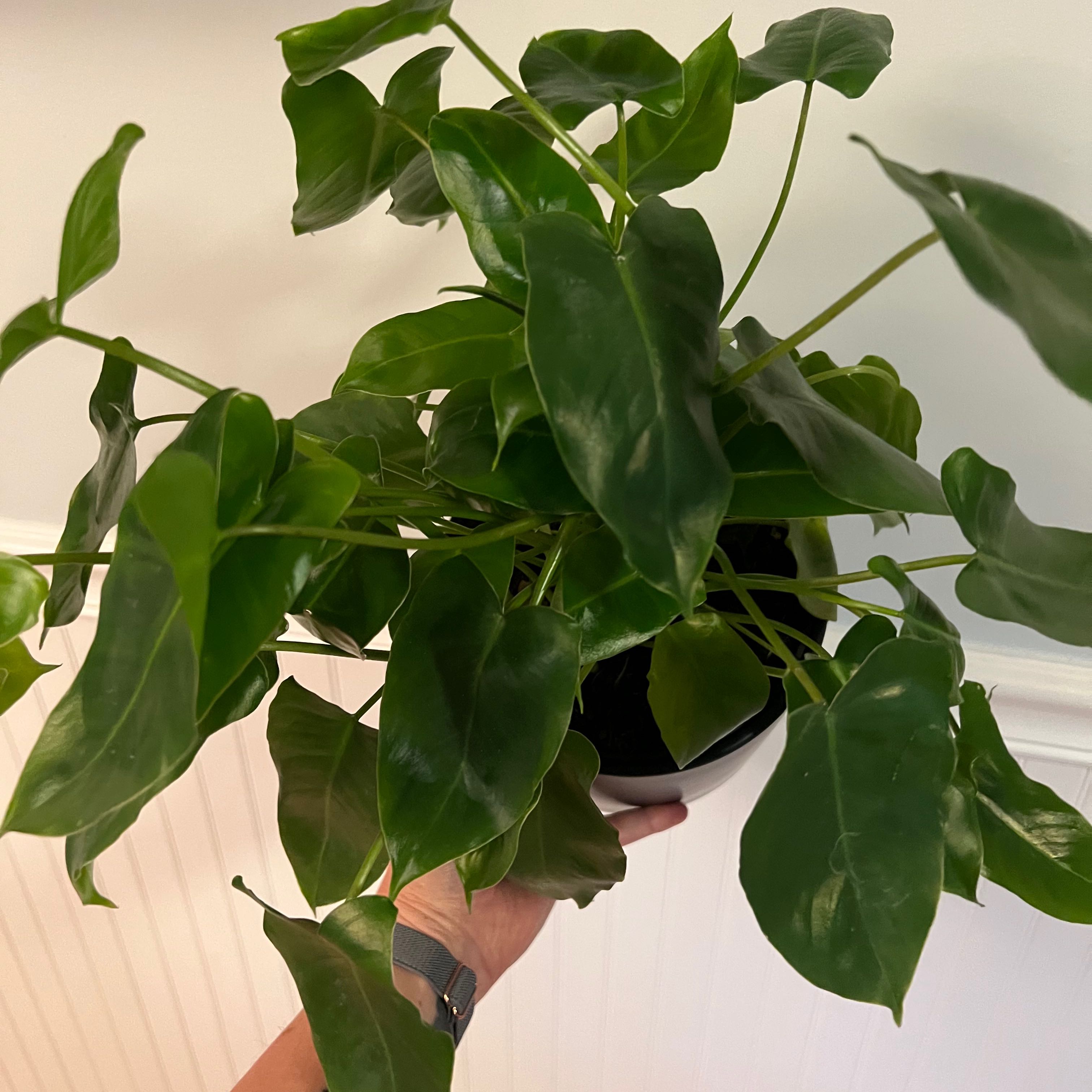 Healthy Burle Marx plant with vibrant green leaves held by a hand.