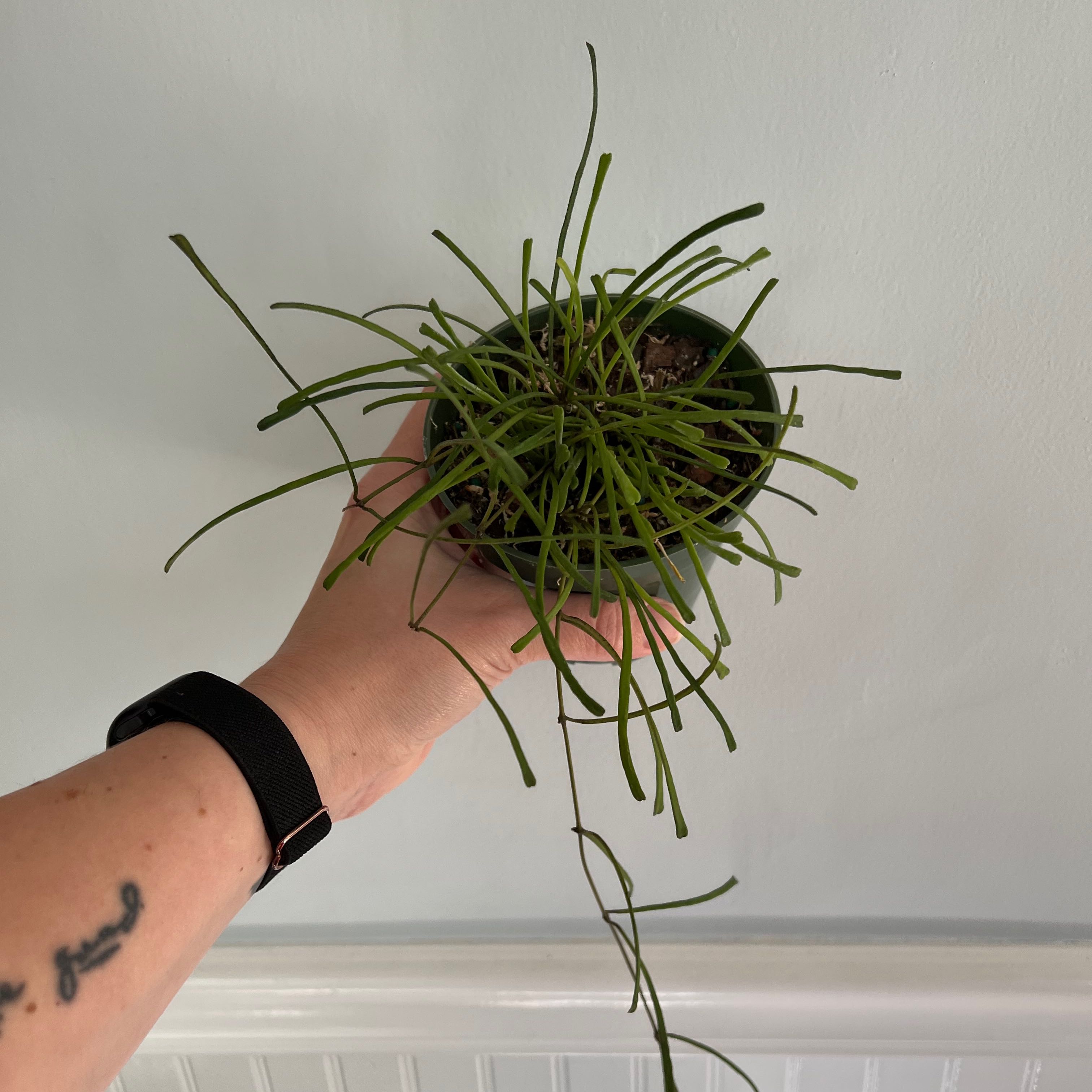 A healthy Grass-leaved Hoya plant with long, thin leaves held by a hand.