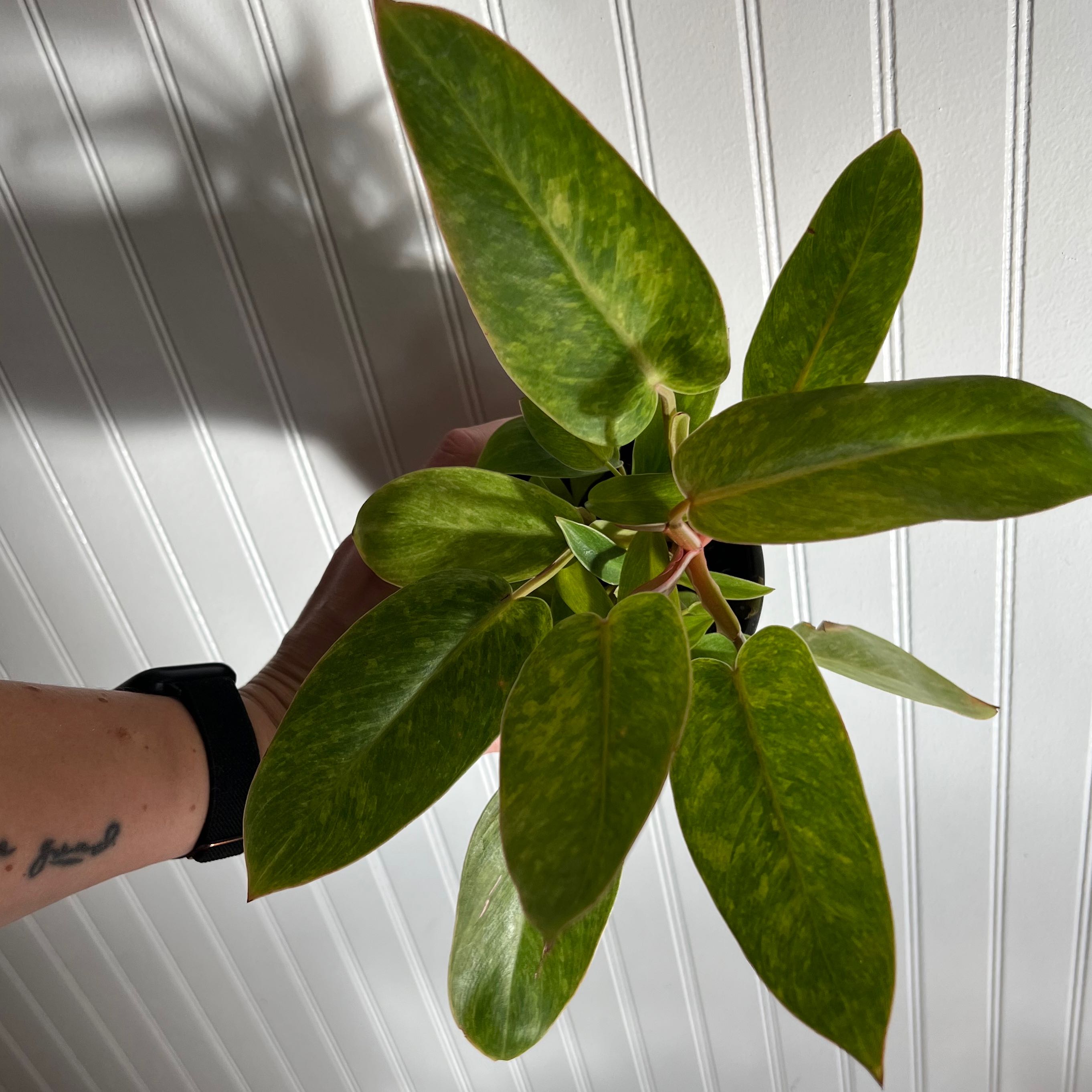 Philodendron 'Painted Lady' plant with vibrant green leaves, held by a hand.