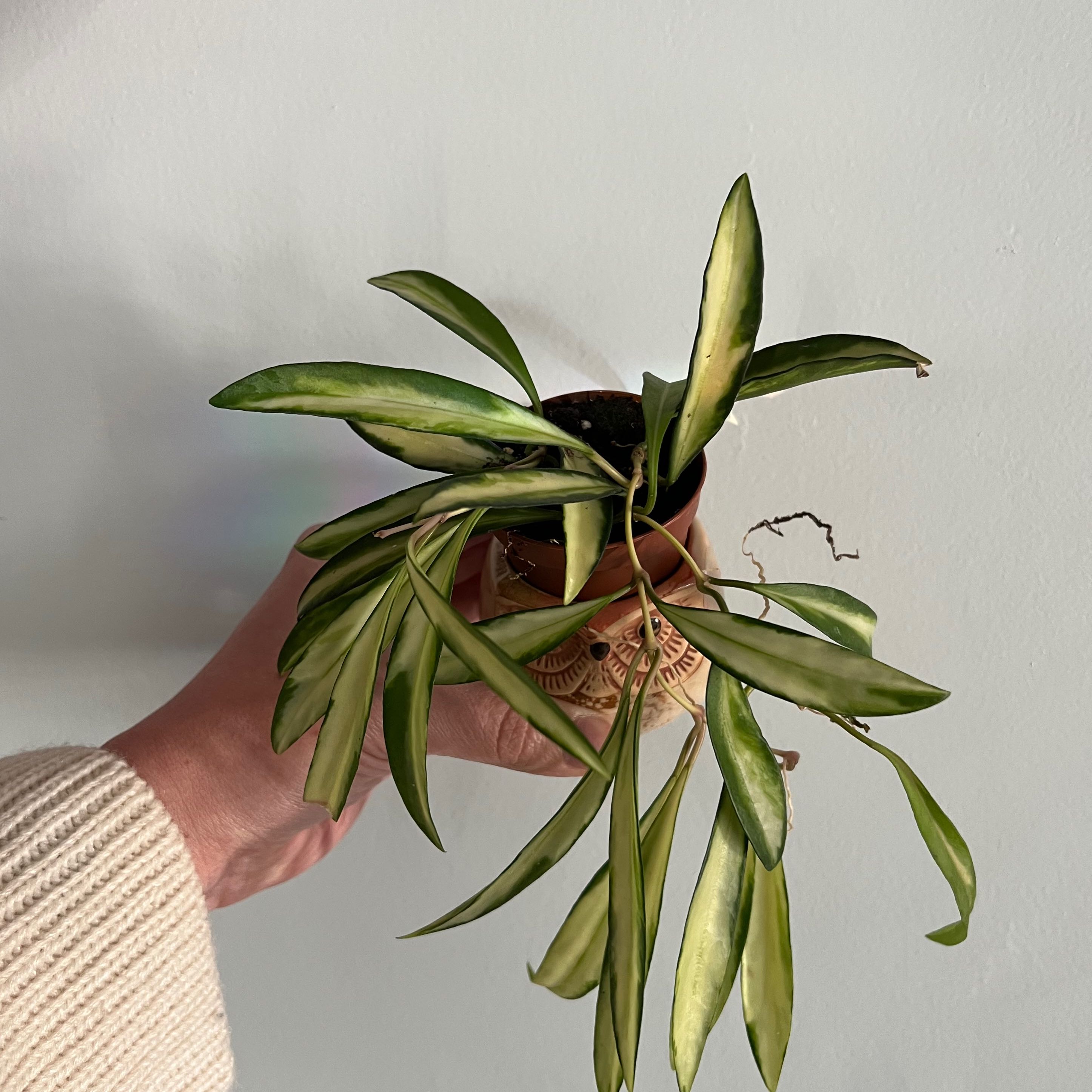 Variegated Hoya wayetii plant held by a hand, showing healthy variegated leaves.