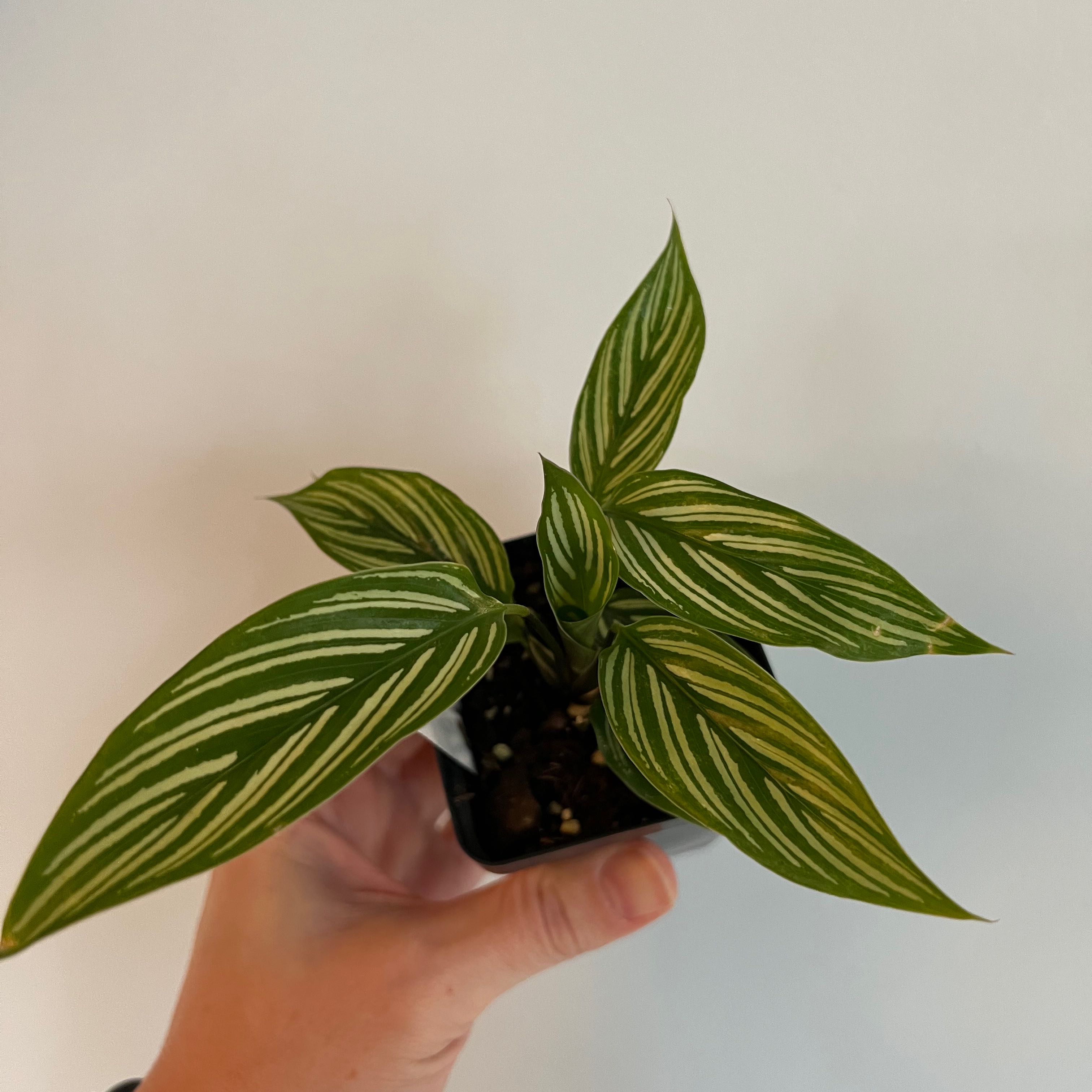 Calathea Vittata plant with white-striped green leaves held by a hand.