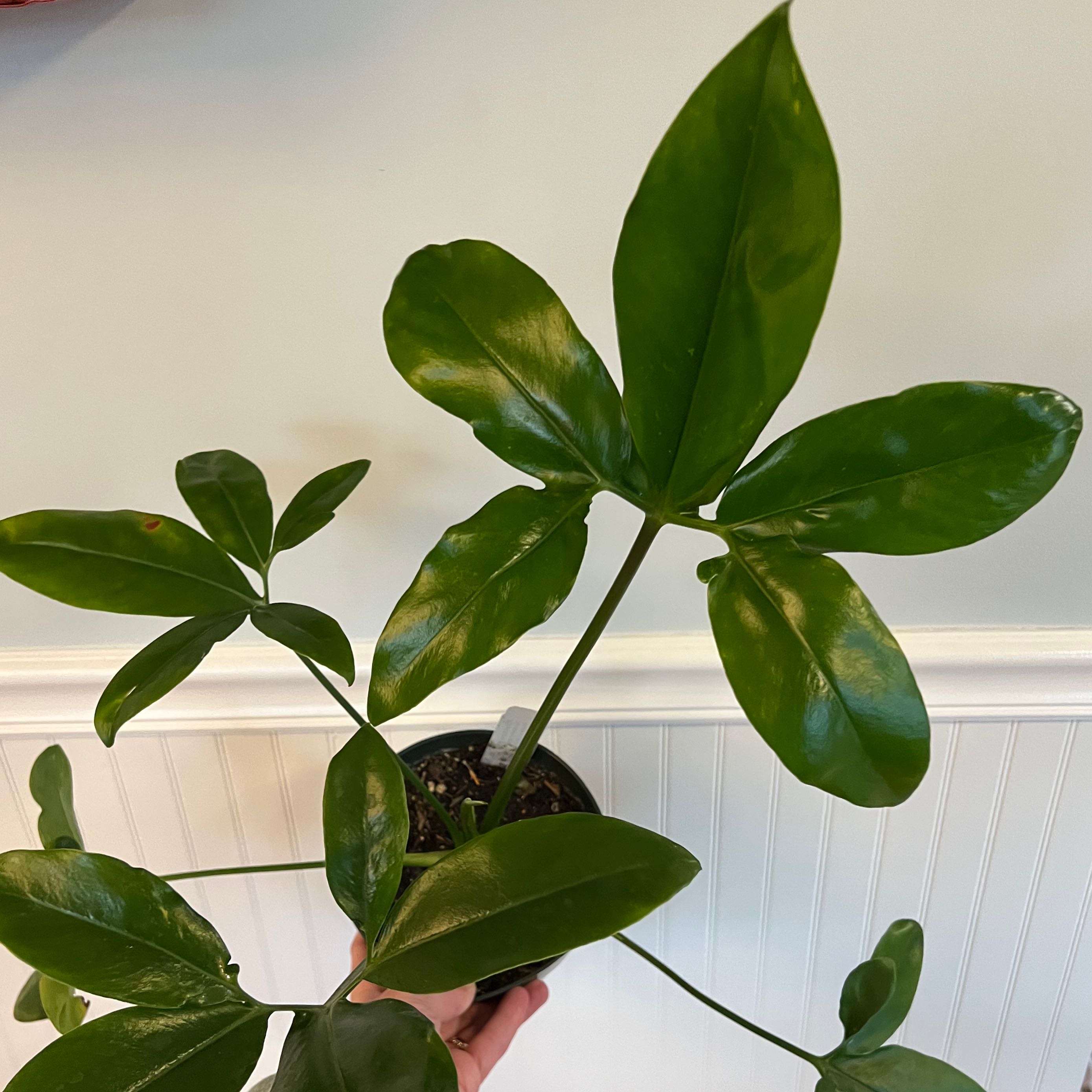 Thaumatophyllum spruceanum plant with glossy green leaves, held by a hand.