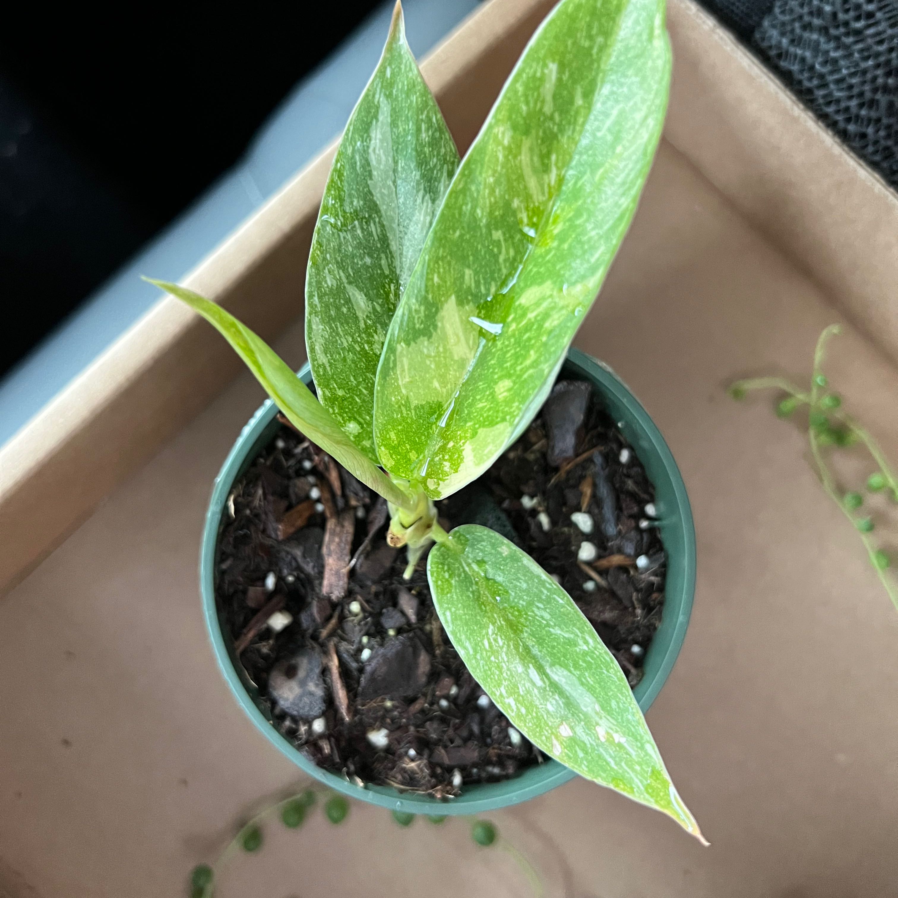 Philodendron 'Ring of Fire' plant in a small pot with visible soil and variegated leaves.