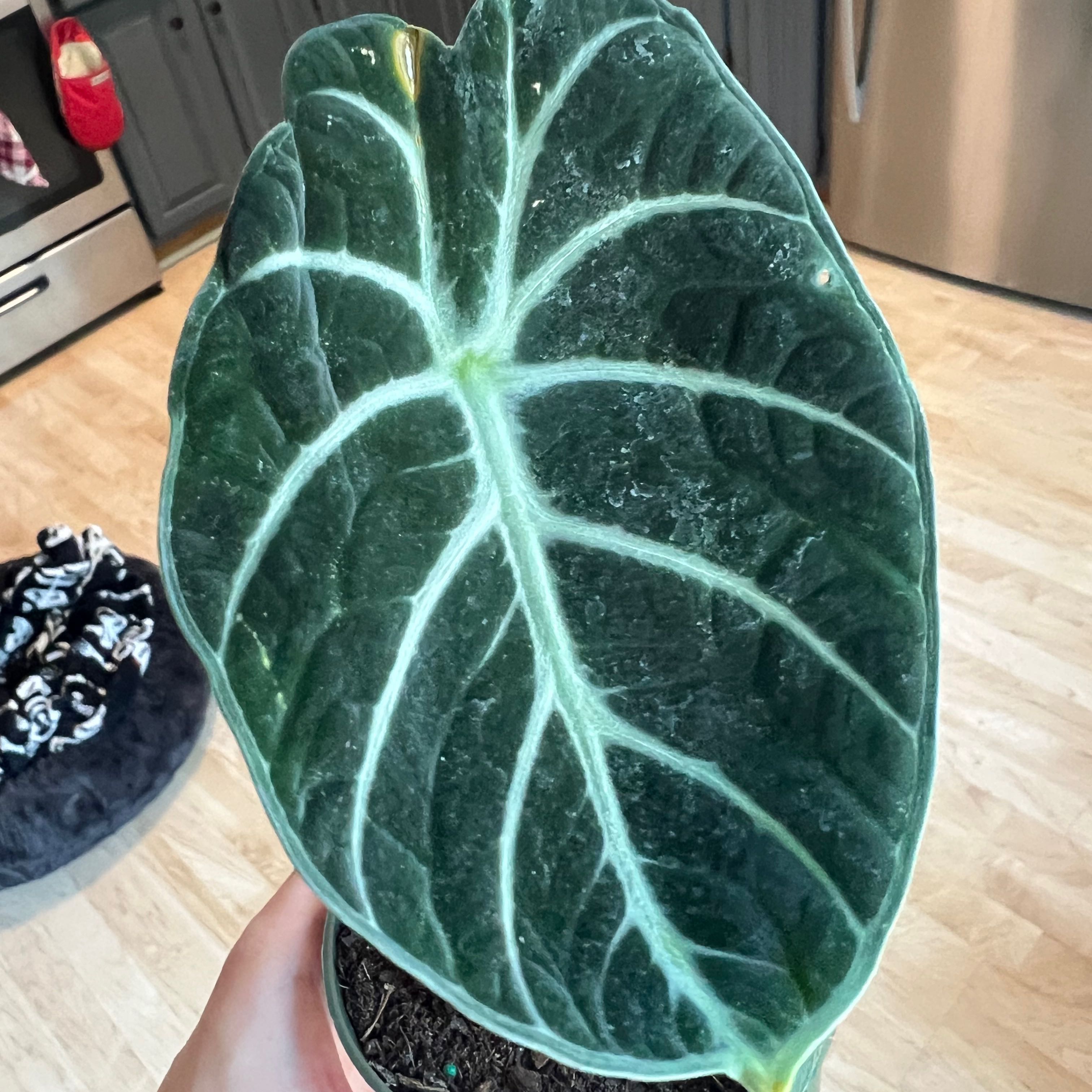 Close-up of a healthy Alocasia Ninja leaf with visible white veins.
