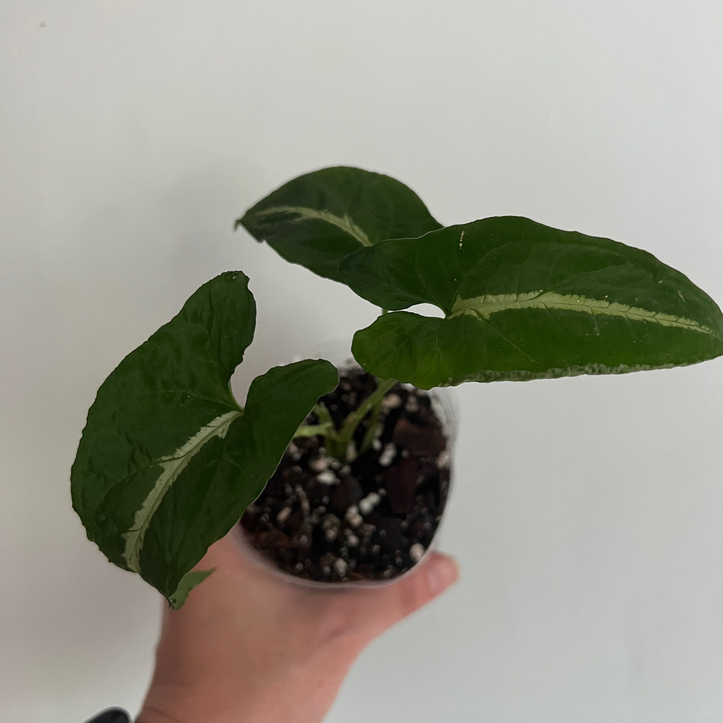 Syngonium wendlandii plant with three healthy leaves held by a hand, soil visible.