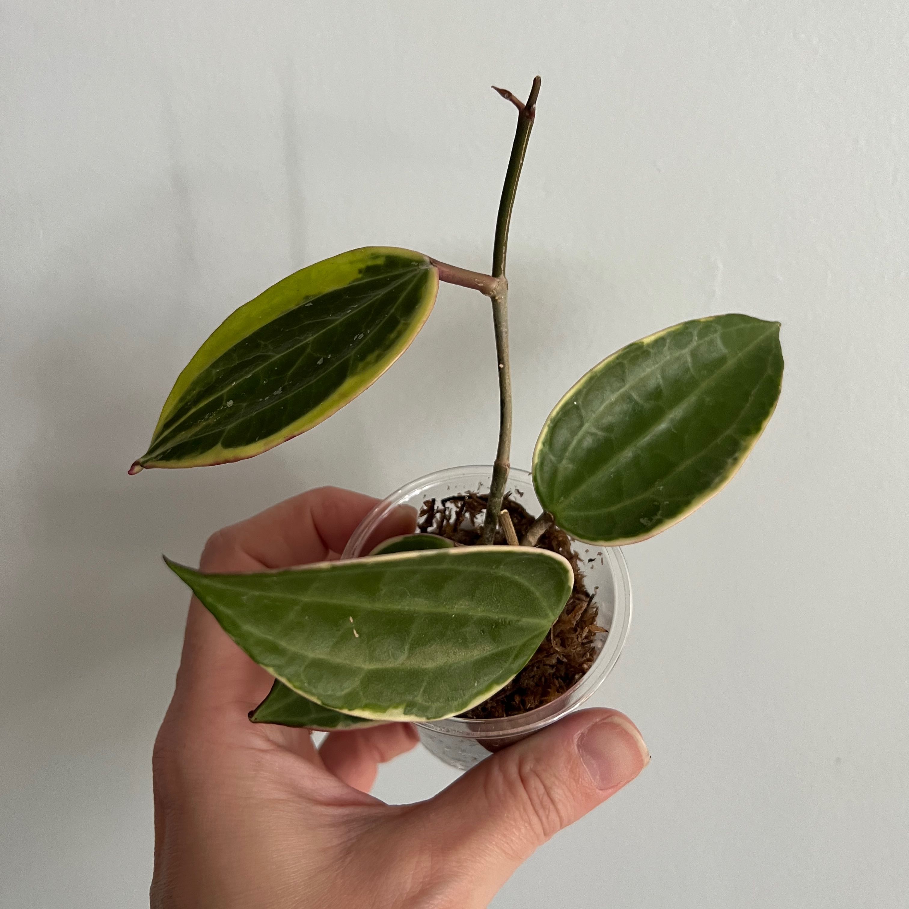 Hoya macrophylla plant with four leaves held by a hand in a small transparent container.