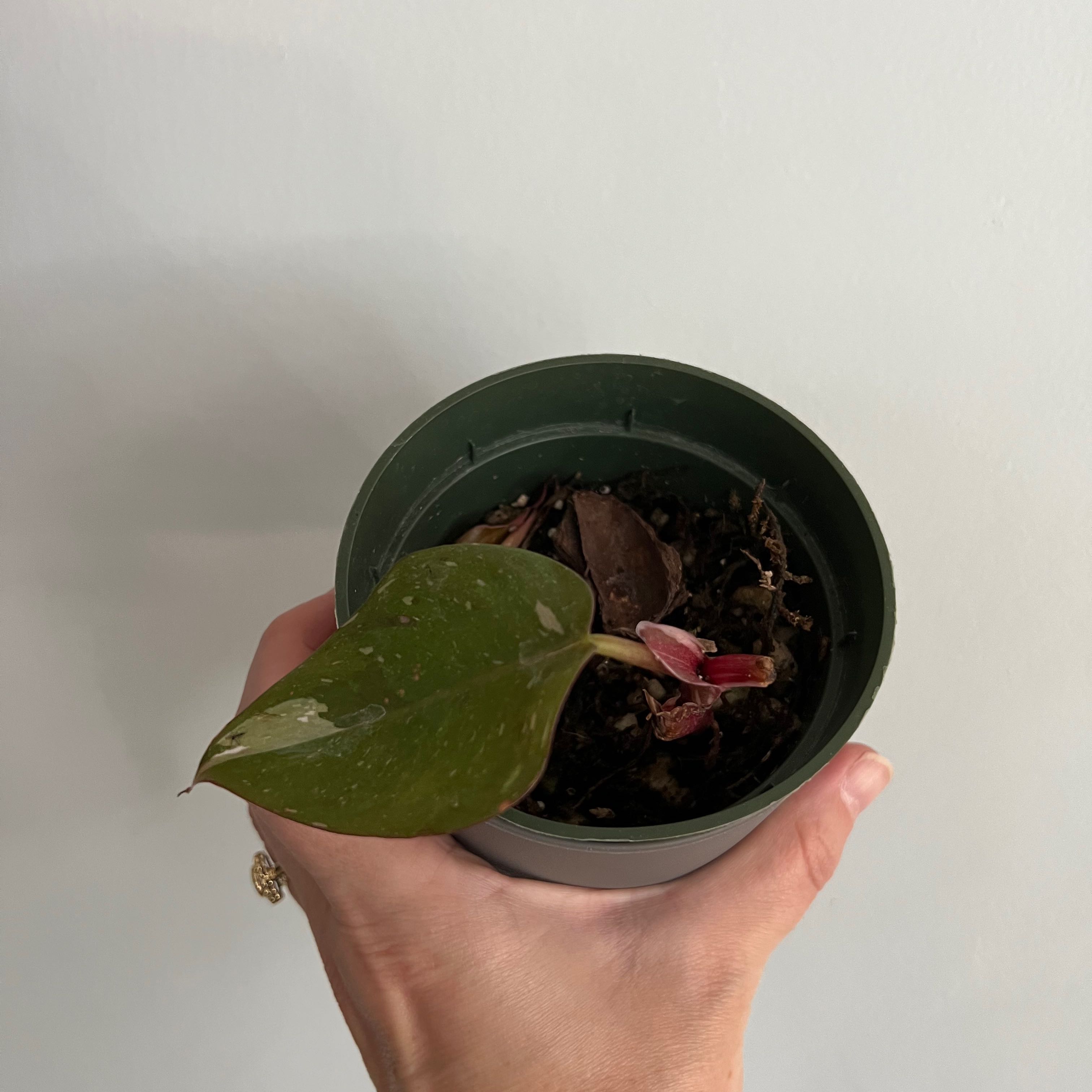 Philodendron Red Anderson plant in a green pot held by a hand, with visible soil and a new shoot.
