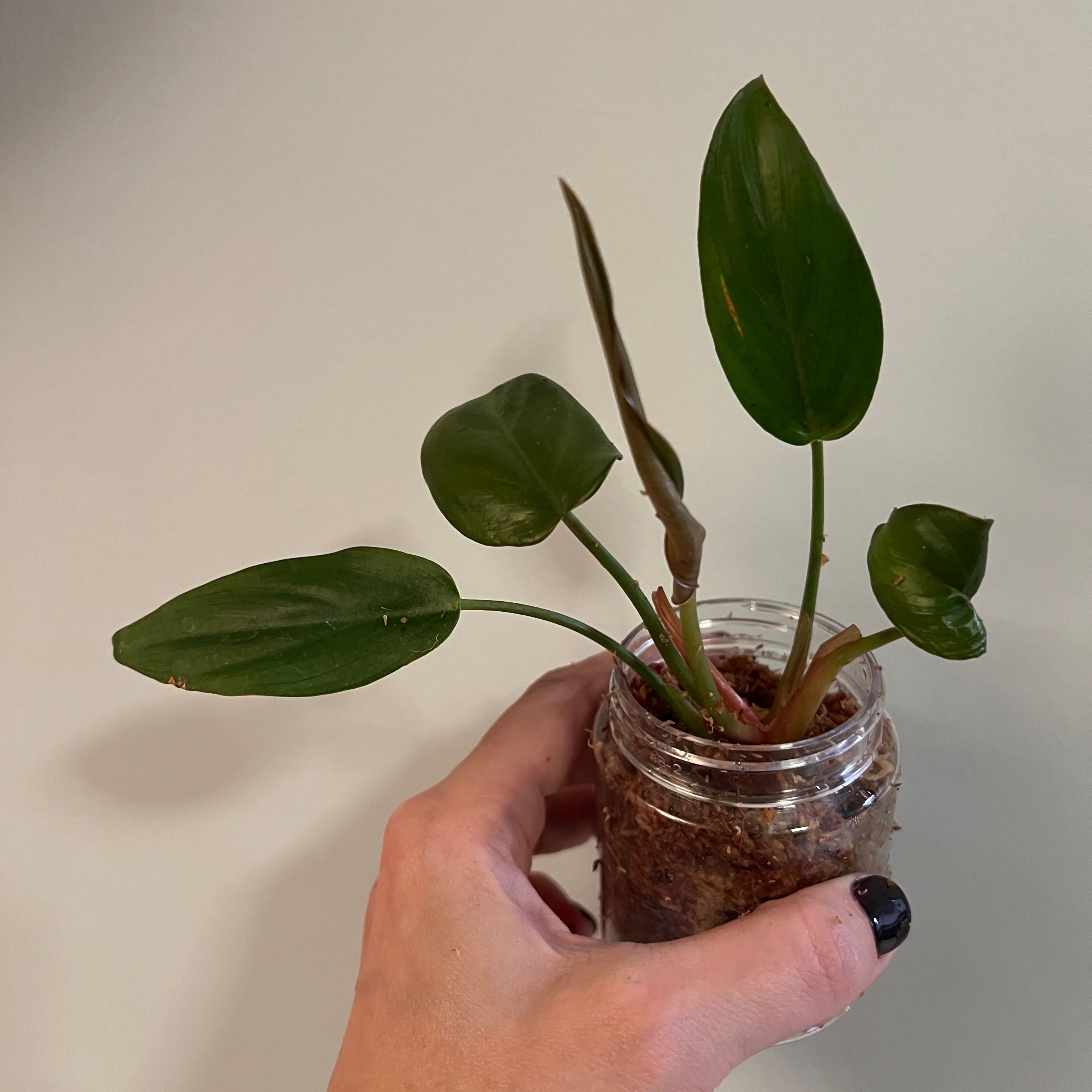 Philodendron 'Summer Glory' plant in a clear container with visible soil, held by a hand.