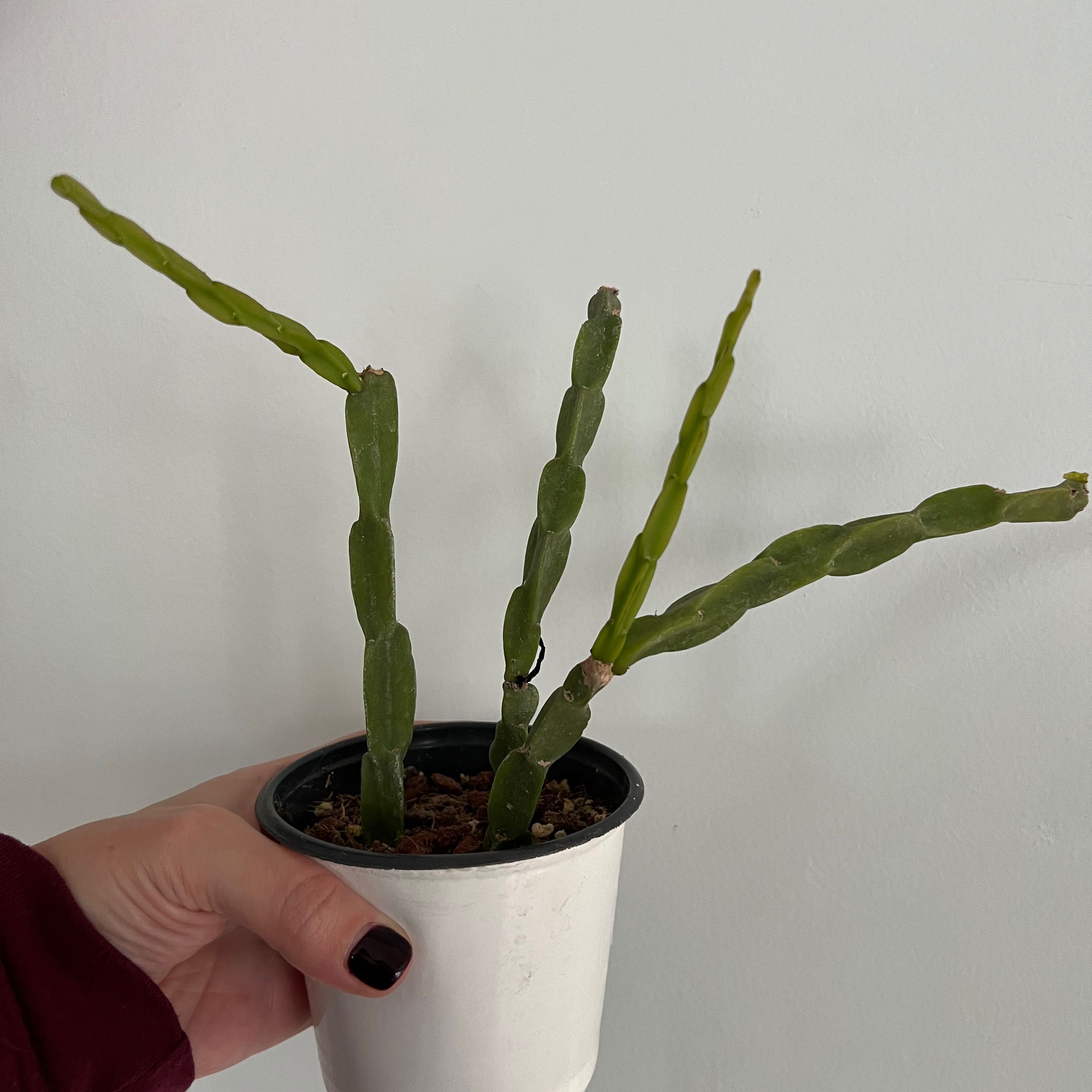 Rhipsalis paradoxa plant in a white pot held by a hand, with visible soil.